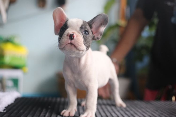 เฟรนช์ บูลด็อก (French Bulldog) เล็ก เฟรนบลูด็อก