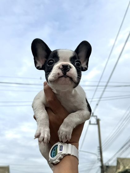 เฟรนช์ บูลด็อก (French Bulldog) เล็ก เฟรนบลูด็อก
