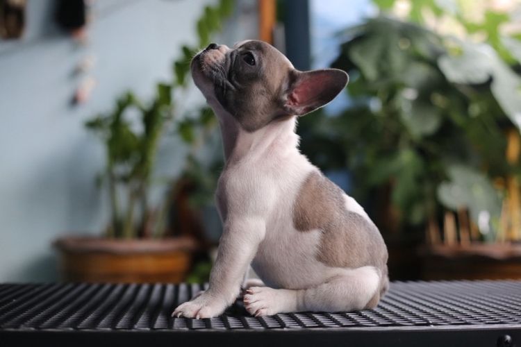 เฟรนช์ บูลด็อก (French Bulldog) เล็ก เฟรนบลูด็อก
