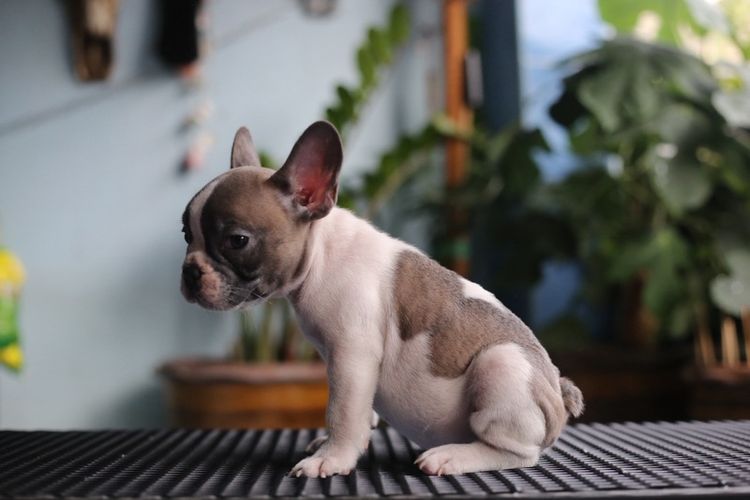 เฟรนช์ บูลด็อก (French Bulldog) เล็ก เฟรนบลูด็อก
