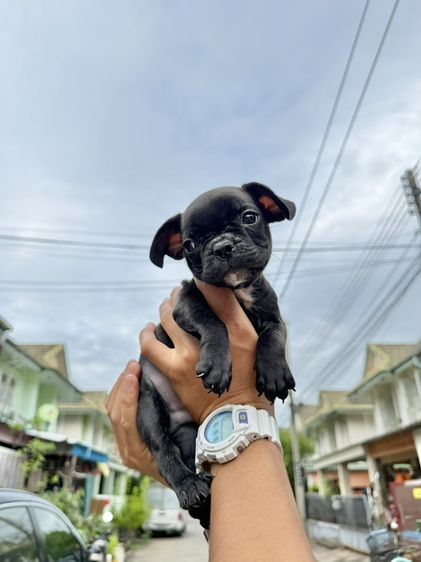 เฟรนช์ บูลด็อก (French Bulldog) เล็ก เฟรนบลูด็อก