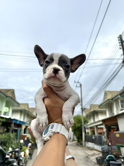 เฟรนช์ บูลด็อก (French Bulldog) เล็ก เฟรนบลูด็อก