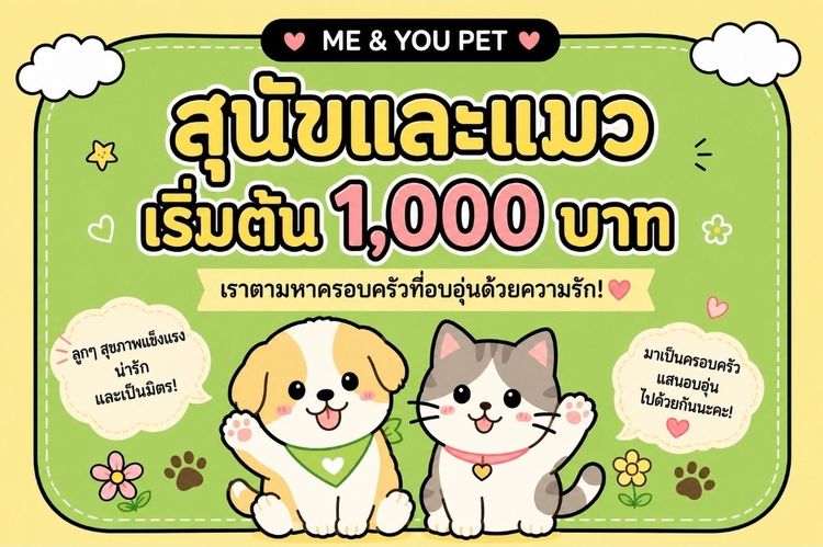 British Shorthair รูปที่ 7