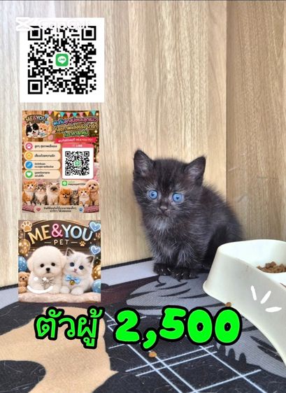 British Shorthair รูปที่ 5