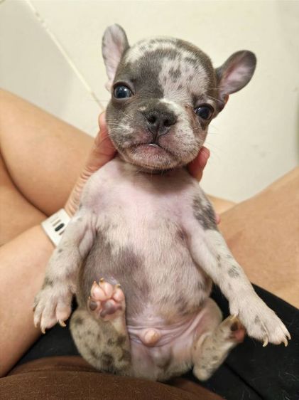 เฟรนช์ บูลด็อก (French Bulldog) ขาย ลูกเฟรนช์บูลด็อก ผช เกิด 27/06