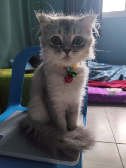 สก็อตติช โฟลด์ (Scottish Fold) สก็อตติช
