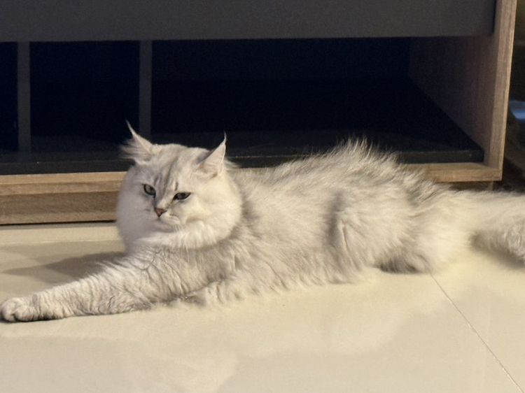 เปอร์เซีย (Persian) แมว