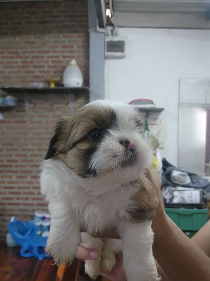 ชิสุ (Shih Tzu) เล็ก ลูกสุนัขพันธ์ ชิสุ