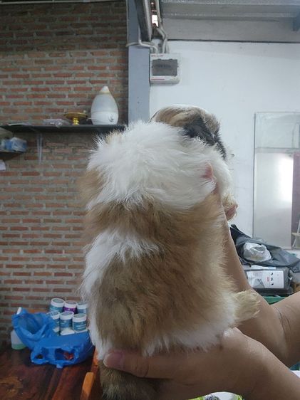 ลูกสุนัขพันธ์ ชิสุ รูปที่ 2