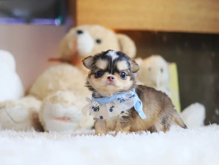  ชิวาวาทีคัพ รูปที่ 4