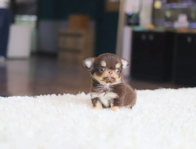 ชิวาวา (Chihuahua) เล็ก  ชิวาวาทีคัพ