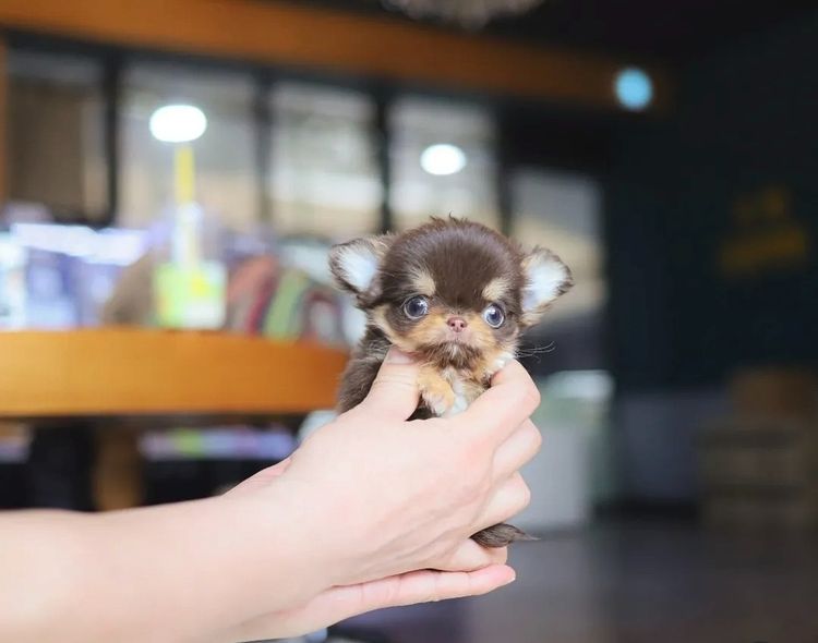  ชิวาวาทีคัพ รูปที่ 2