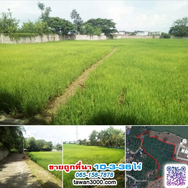 ขายถูกที่นา 10ไร่ 3งาน 36ตรว. บรรยากาศดี เงียบสงบ ติดกุลพันธ์วิลล์9 กาดฝรั่ง (ตรว.ละ 6,000) รูปที่ 4
