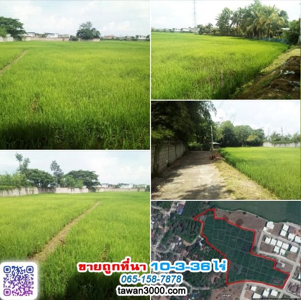 ขายถูกที่นา 10ไร่ 3งาน 36ตรว. บรรยากาศดี เงียบสงบ ติดกุลพันธ์วิลล์9 กาดฝรั่ง (ตรว.ละ 6,000)