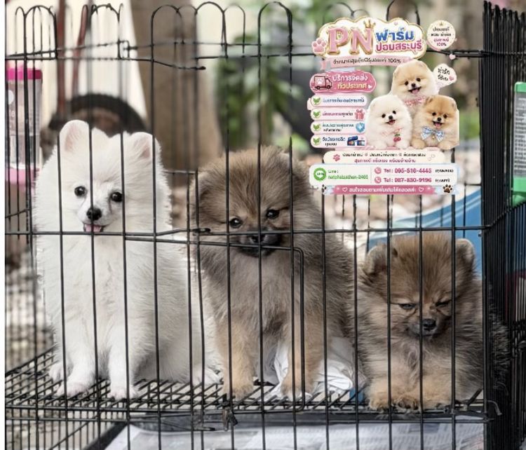 ปอมแท้ราคาถูก รูปที่ 2