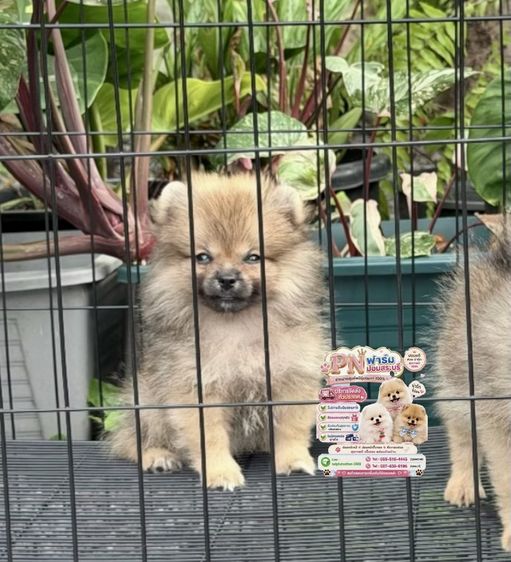 ปอมเมอเรเนียน (Pomeranian) เล็ก ปอมแท้ราคาถูก