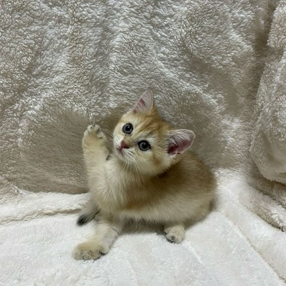 ลูกแมวบริติชช็อตแฮร์ รูปที่ 4