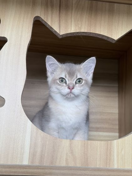 แมวบริติชชอร์ตแฮร์ รูปที่ 3
