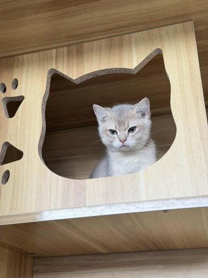 แมวบริติชชอร์ตแฮร์ รูปที่ 8