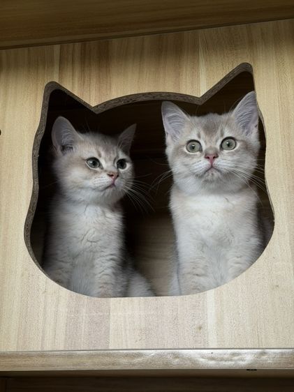 แมวบริติชชอร์ตแฮร์ รูปที่ 14