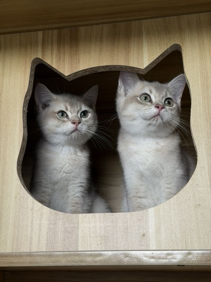 แมวบริติชชอร์ตแฮร์ รูปที่ 13