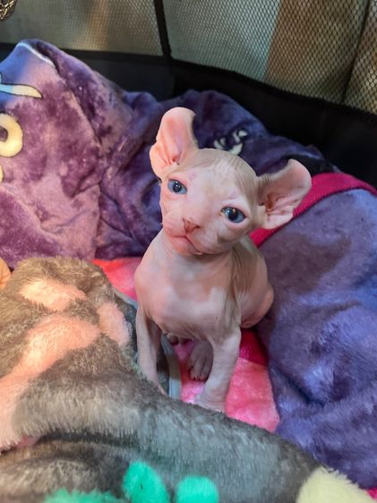 สฟิงซ์ (Sphynx) เปิดจอง เด็กชายเอลฟ์ พร้อมย้ายได้ปลายสิงหาครับ 
