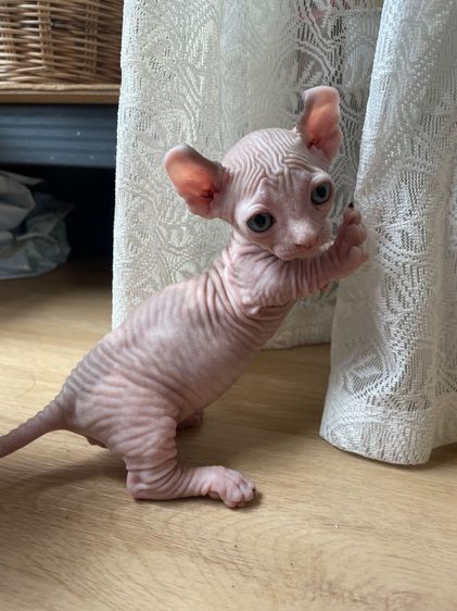 สฟิงซ์ (Sphynx) เปิดจอง เด็กชายดเวลฟ์ 