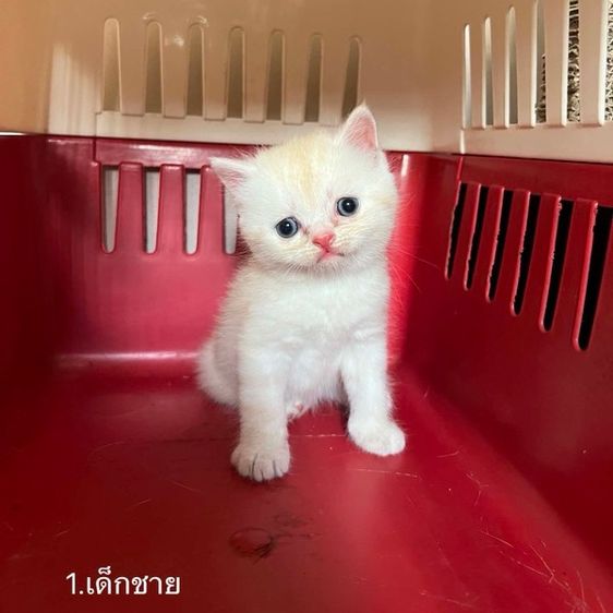 เปอร์เซีย (Persian) เปอร์เซีย