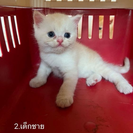 เปอร์เซีย รูปที่ 2