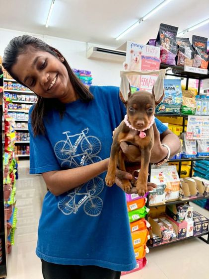 พินเชอร์ (Pinscher) เล็ก มิเนเจอร?