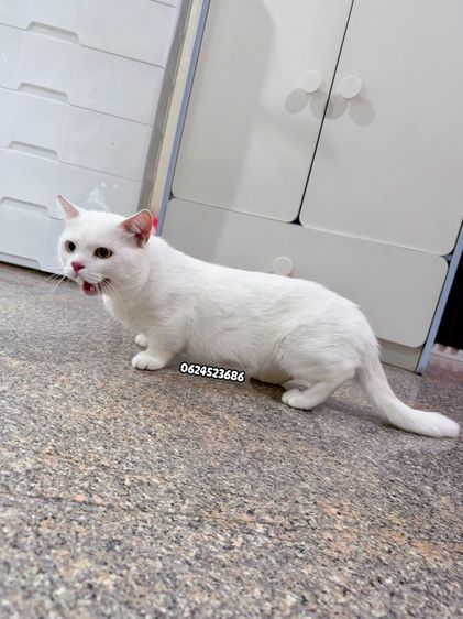 มันช์กิ้น (Munchkin) มันช์กิ้น