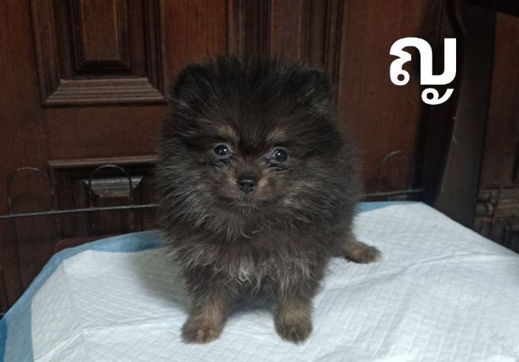 ปอมเมอเรเนียน (Pomeranian) เล็ก ปอมแท้ 2 เดือนครึ่ง เลือดเมอเร่เข้มข้น
