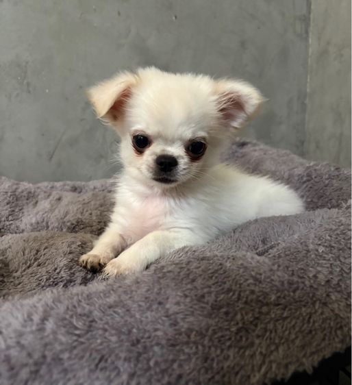 ชิวาวา (Chihuahua) เล็ก หนุ่มน้อย2เดือนกว่า