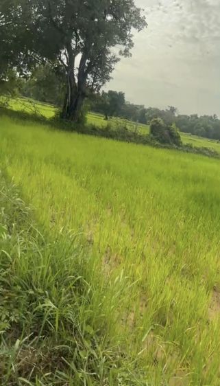 ขายที่ดิน 4 ไร่ อำเภออุทุมพรพิสัย จังหวัดศรีสะเกษ