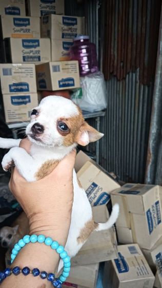 ชิวาวา (Chihuahua) เล็ก ชิวาวาขนสั้น