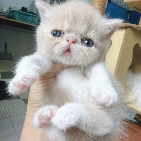 เอ็กโซติก ชอร์ตแฮร์ (Exotic Shorthair) exotic