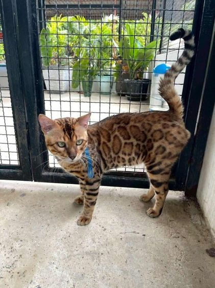 เบงกอล (Bengal House Cat) แบ่งพ่อพันธุ์แมวเบงกอล