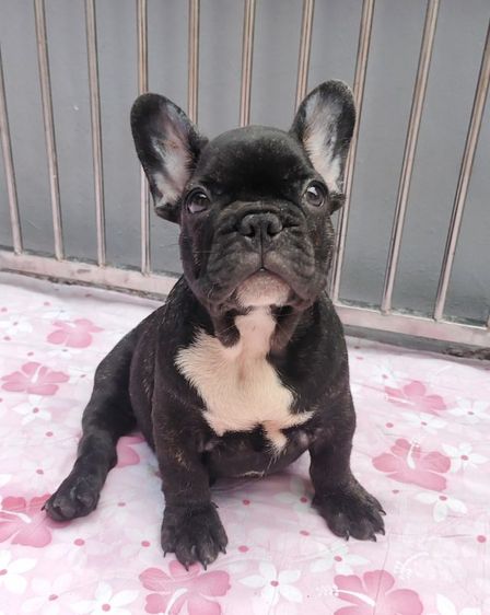เฟรนช์ บูลด็อก (French Bulldog) เล็ก ลูกเฟรนบลูด๊อกเพศผู้ 6900บ.
