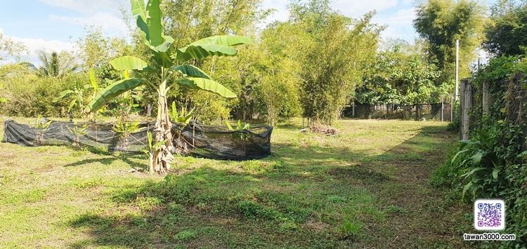 (2ไร่52ตรว.)ที่สวน กว้างขวาง บรรยากาศดี วิวดอยสุเทพ-ทุ่งนา ติดลำน้ำ พร้อมโอนจ้าๆๆ  รูปที่ 4