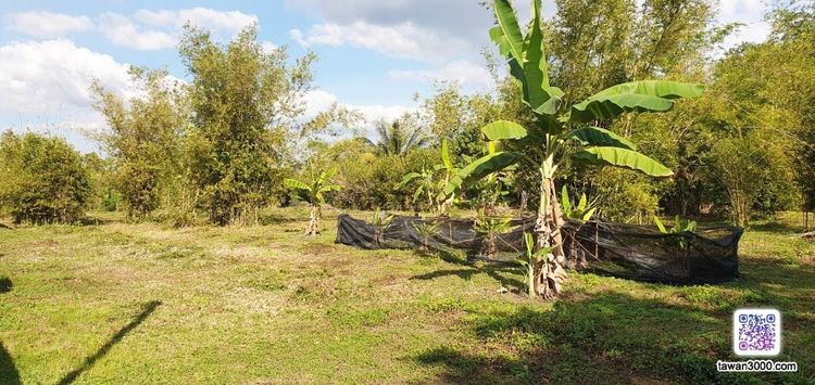 (2ไร่52ตรว.)ที่สวน กว้างขวาง บรรยากาศดี วิวดอยสุเทพ-ทุ่งนา ติดลำน้ำ พร้อมโอนจ้าๆๆ  รูปที่ 3