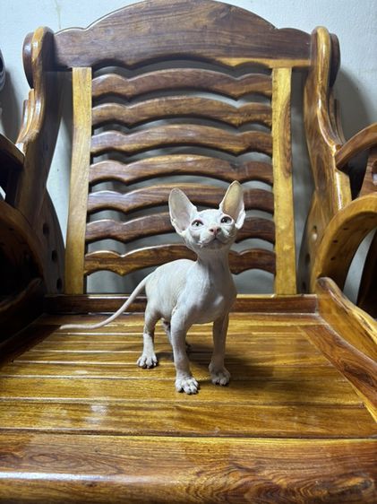 สฟิงซ์ (Sphynx) สฟิงซ์