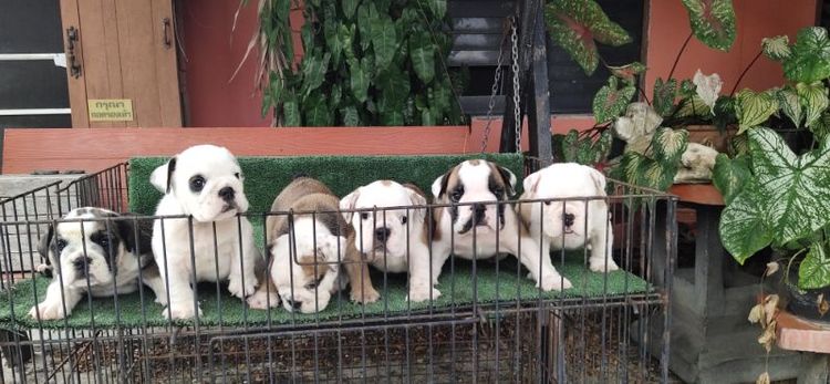 บูลด็อก (Bulldog) กลาง ลูกบลูด็อกหาบ้าน