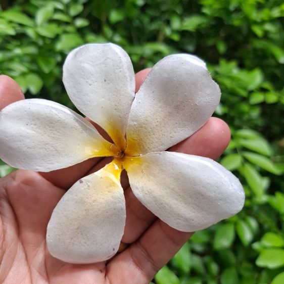 🌸 สร้อยคอจี้ดอกลีลาวดีแท้เคลือบเรซิ่น ราคาส่ง 🌸 รูปที่ 6