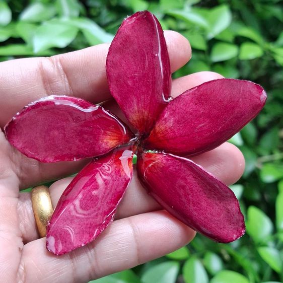 🌸 สร้อยคอจี้ดอกลีลาวดีแท้เคลือบเรซิ่น ราคาส่ง 🌸 รูปที่ 7