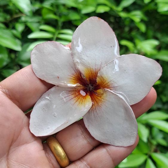 🌸 สร้อยคอจี้ดอกลีลาวดีแท้เคลือบเรซิ่น ราคาส่ง 🌸 รูปที่ 8