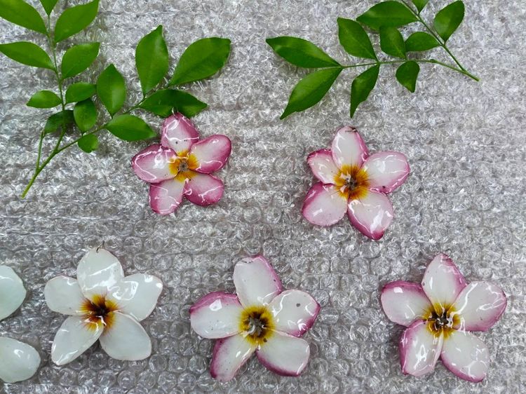 🌸 สร้อยคอจี้ดอกลีลาวดีแท้เคลือบเรซิ่น ราคาส่ง 🌸 รูปที่ 3