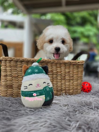 พุดเดิ้ล (Poodle) เล็ก น้องหมาพุดเดิ้ลชิสุห์น่ารักๆ