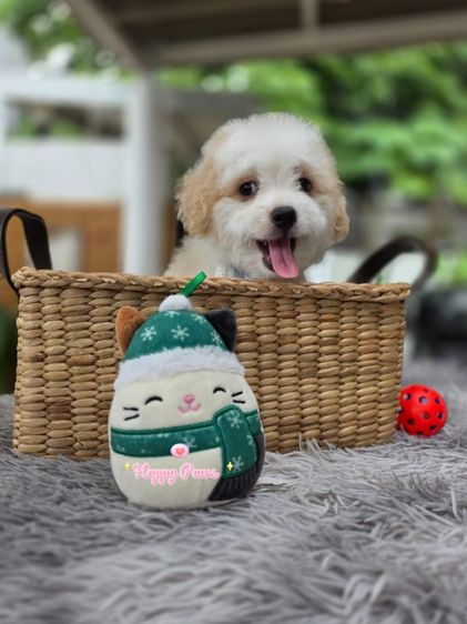 พุดเดิ้ล (Poodle) เล็ก พุดเดิ้ลชิสุห์น่ารักน่ากอด