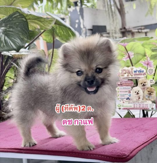 ปอมแท้สีขาว รูปที่ 4