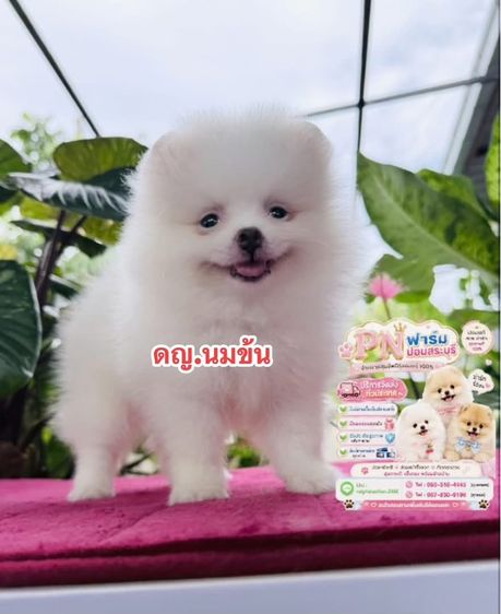 ปอมแท้สีขาว รูปที่ 2